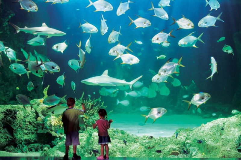 Ultimate Sydney Attractions Pass With Sydney Tower Skywalk - Availability and Accessibility