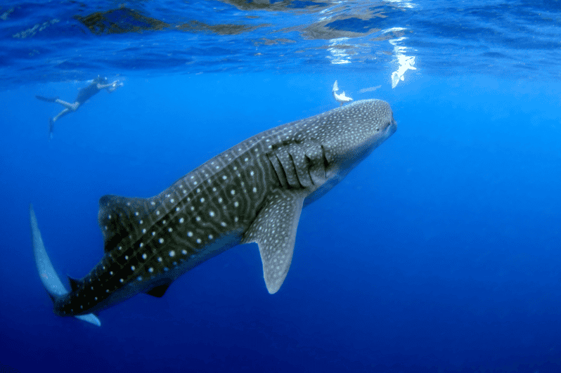 Ultimate Whale Shark Adventure in Cancun - Itinerary and Experience