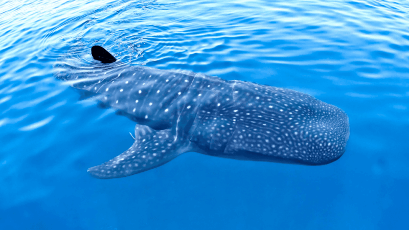 Ultimate Whale Shark Adventure in Cancun - Health and Restrictions