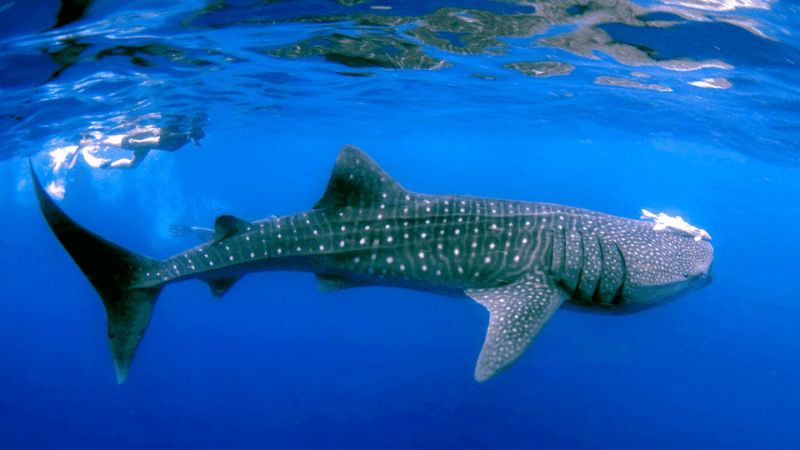 Ultimate Whale Shark Adventure in Cancun - Preparation and Guidelines