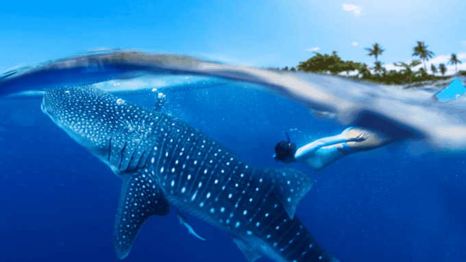 Ultimate Whale Shark Adventure in Cancun - Pickup Locations
