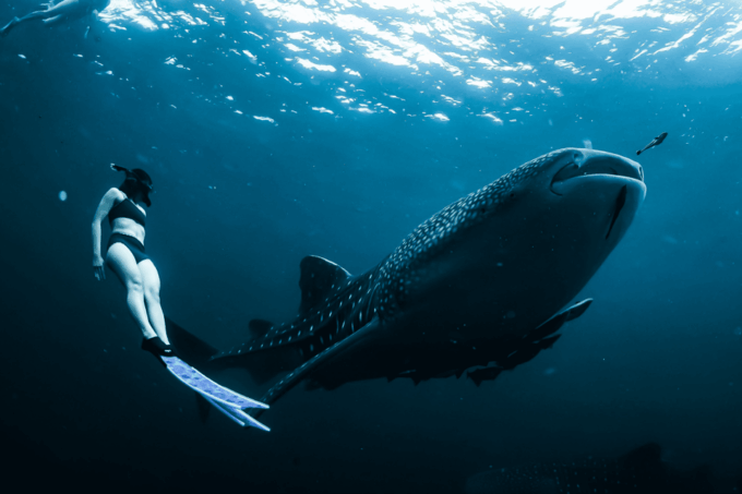 Ultimate Whale Shark Adventure in Cancun - Whale Shark Encounters