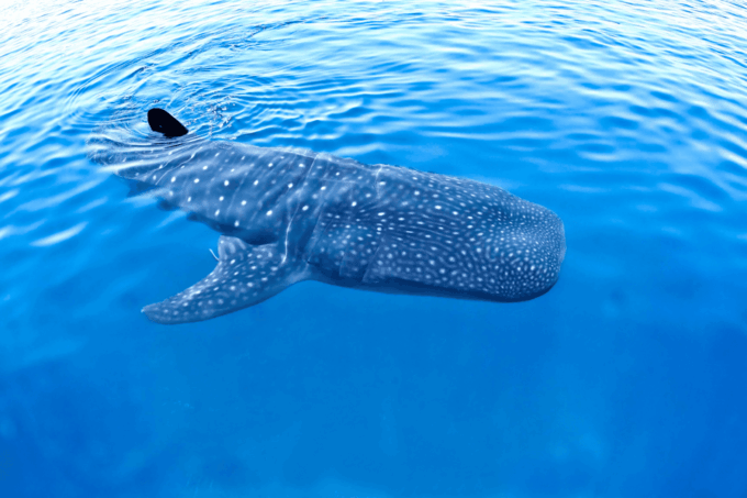 Ultimate Whale Shark Adventure in Cancun - Frequently Asked Questions