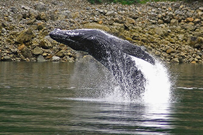 Ultimate Whale Watch and Tracys Crab Shack Combo - Reviews and Experiences