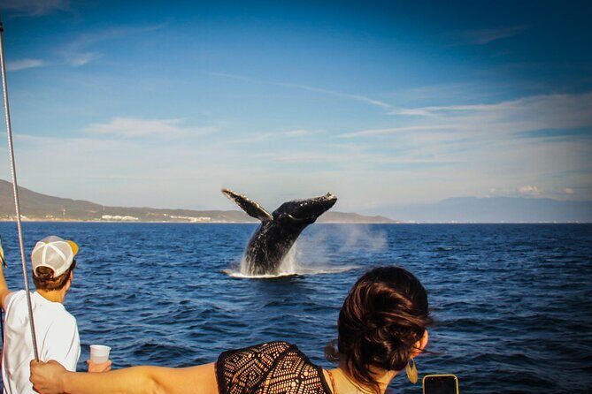 Ultimate Whale Watching Experience All-Inclusive - Key Points