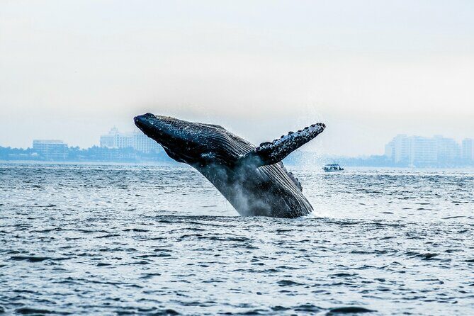 Ultimate Whale Watching Experience All-Inclusive - FAQ