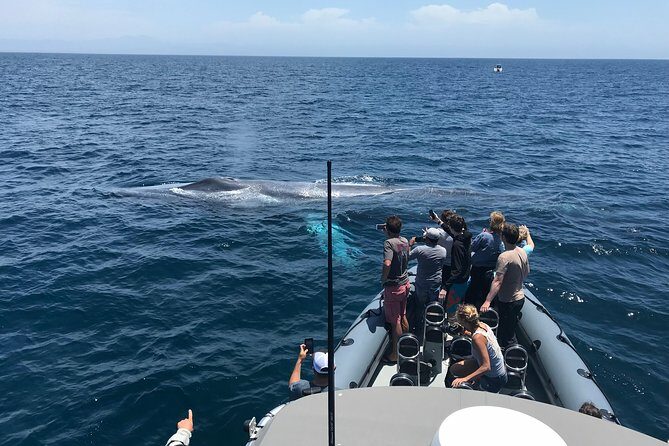 Ultimate Whale Watching Tour aboard the SuperRib: 24 People Max - The Sum Up: Is This Tour Worth It?