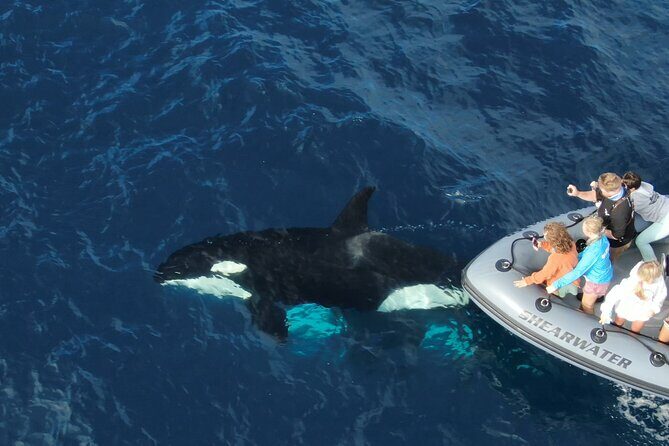 Ultimate Whale Watching Tour aboard the SuperRib: 24 People Max - FAQ