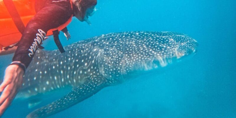 Ultimate Whaleshark Encounter: Taug Private Tour - Tour Guide and Languages