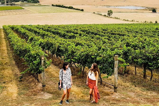 Ultimate Yarra Valley Wine & Food Tour With 2-Course Lunch - Winery Experiences