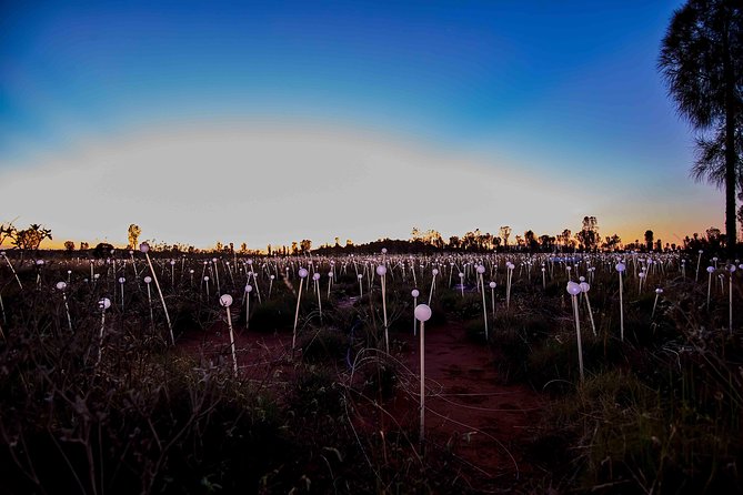 Uluru (Ayers Rock) Field of Light Sunrise Tour - Accessibility and Limitations