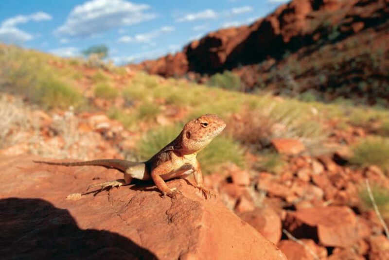 Uluru, Kata Tjuta & Kings Canyon Camping Tour - Frequently Asked Questions