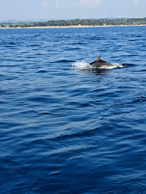 Umag: Dolphinwatching & Sunset Panorama Tour - Coastal Panoramas