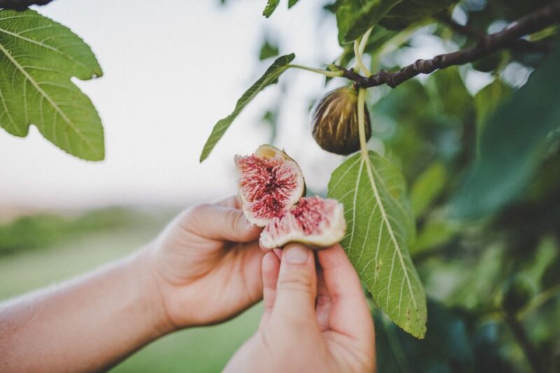 Umag: Olive Oil, Wine, and Local Food at a Family Farm - Artisan Ice Cream and Beverages