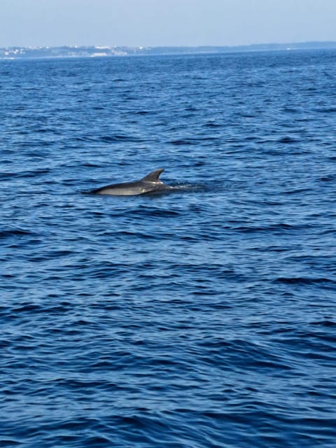 Umag: Snorkeling & Dolphinwatching Morning Boat Tour - Itinerary and Activities