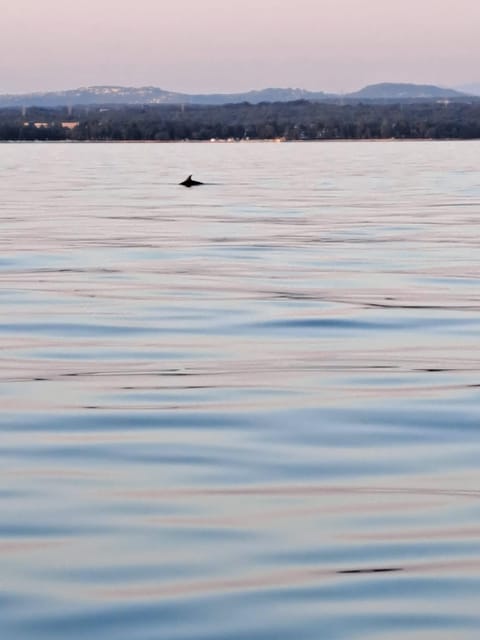 Umag: Snorkeling & Dolphinwatching Morning Boat Tour - Snorkeling Experience
