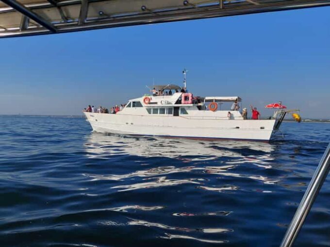 Umag: Swimming&Panorama / Welcome Drink and Dolphin Spotting - Dolphin Spotting Opportunity