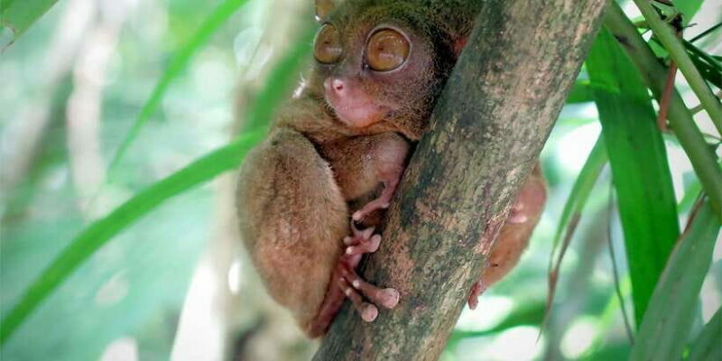 Uncrowded Bohol: Tarsiers, Chocolate Hills & Local Lunch - Who Will Love This Tour?