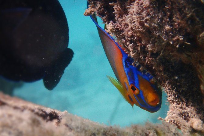 Under the Sea Snorkeling(Stingray/Kayak/ Power Snorkel Available) - About Your Stay