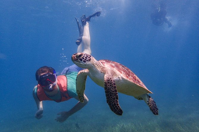 Under the Sea Snorkeling(Stingray/Kayak/ Power Snorkel Available) - Activities Offered