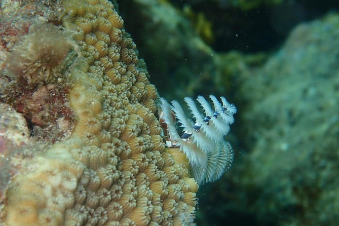 Under the Sea Snorkeling(Stingray/Kayak/ Power Snorkel Available) - Lunch Options