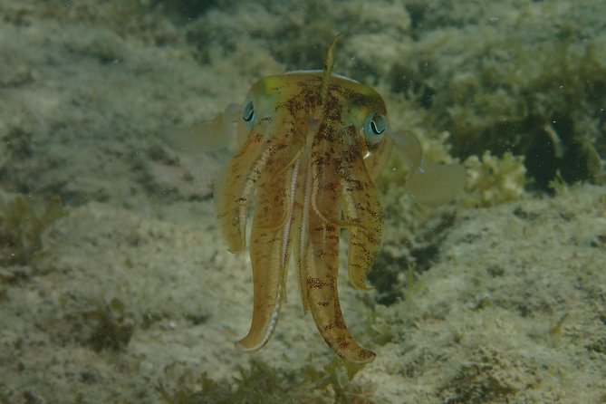Under the Sea Snorkeling(Stingray/Kayak/ Power Snorkel Available) - Participant Information