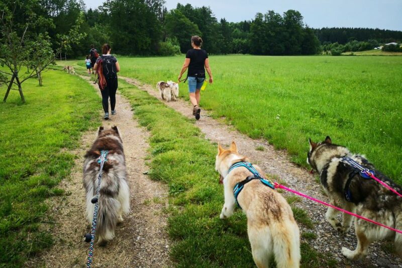 Underallgäu: Wiedergeltingen Guided Hike With Huskies - Experience Highlights