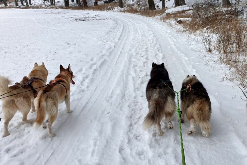 Underallgäu: Wiedergeltingen Guided Hike With Huskies - Included in the Tour