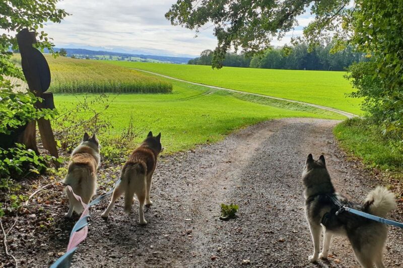 Underallgäu: Wiedergeltingen Guided Hike With Huskies - Important Information