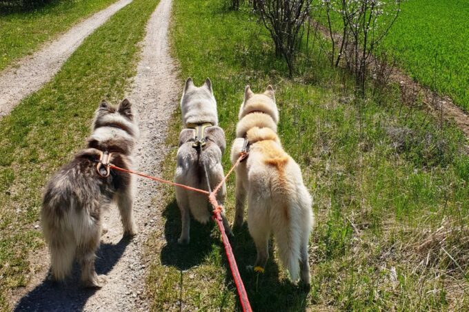 Underallgäu: Wiedergeltingen Guided Hike With Huskies - Husky Interaction