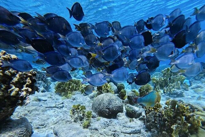Underwater Guided Snorkeling Adventure in Bonaire - Key Points