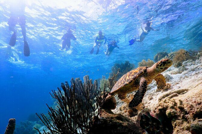 Underwater Guided Snorkeling Adventure in Bonaire - Why This Tour Works Well