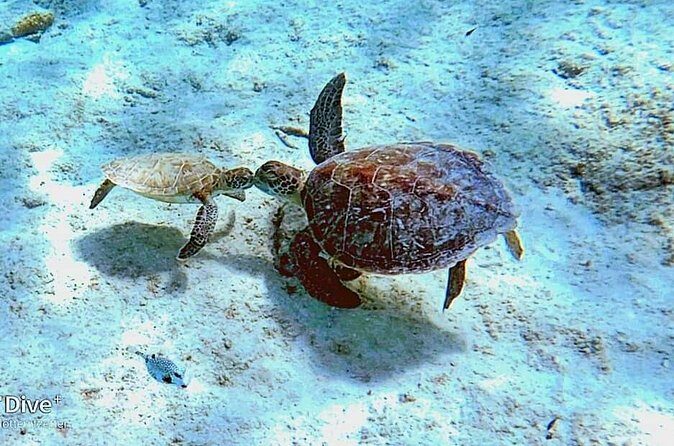 Underwater Guided Snorkeling Adventure in Bonaire - FAQ