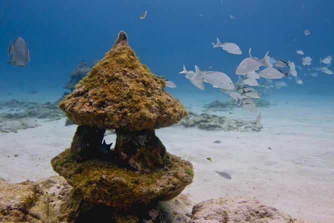 UNDERWATER MUSEUM CANCUN Diving for Beginners 1 Dive - Experience With Ticket - Health and Safety Guidelines
