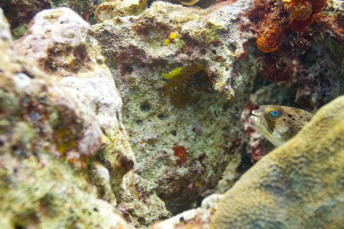 UNDERWATER MUSEUM CANCUN Diving for Beginners 1 Dive - Experience With Ticket - Reviews and Feedback