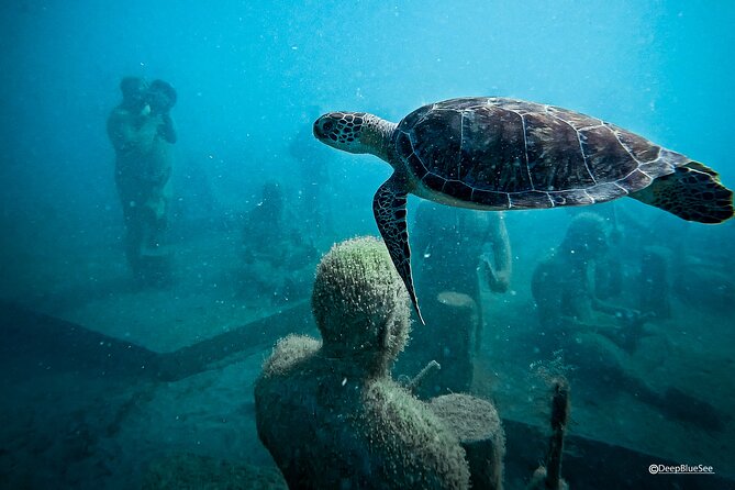 Underwater Sculpture Park Snorkel Adventure - Meeting Point and Schedule