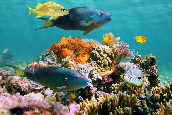 Underwater Sea Trek in San Juan: Explore Beneath the Waves - Age and Weight Requirements