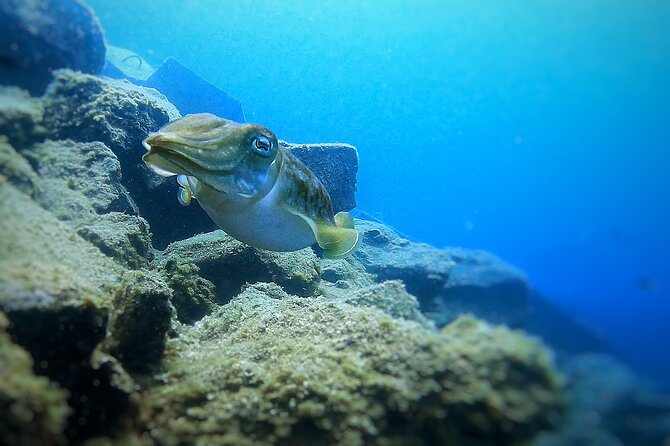 Underwater Tenerife – 1-on-1 Personalized Scuba Diving Adventure - Key Points