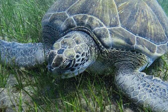 Underwater Tenerife – 1-on-1 Personalized Scuba Diving Adventure - Discovering Diverse Marine Life