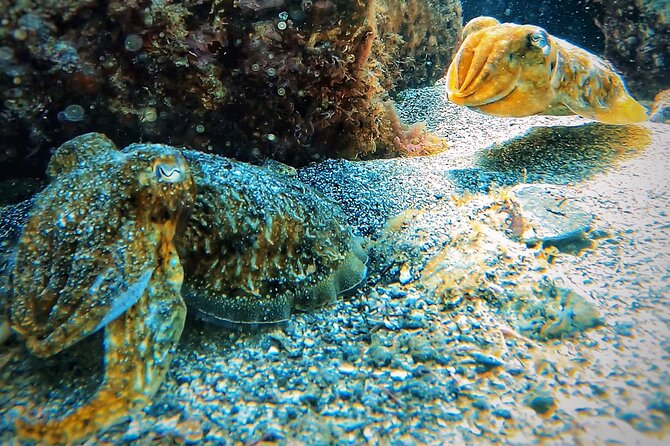 Underwater Tenerife – 1-on-1 Personalized Scuba Diving Adventure - Booking and Cancellation Information