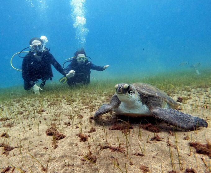Underwater Tenerife - Individual Scuba Diving Experience - Environmental Responsibility