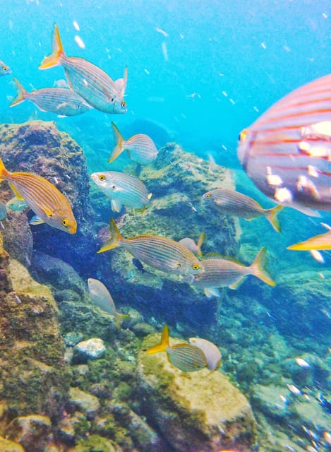 Underwater Tenerife - Individual Scuba Diving Experience - Frequently Asked Questions
