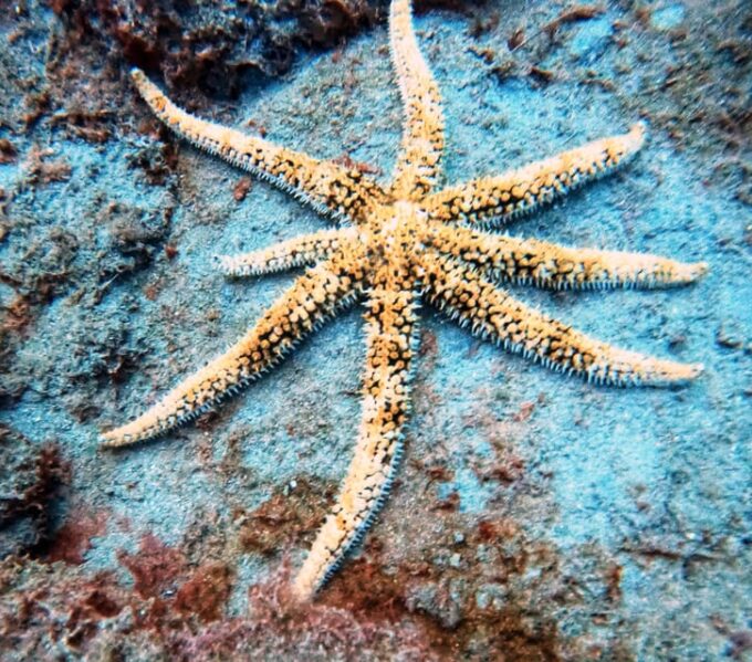Underwater Tenerife - Individual Scuba Diving Experience - Frequently Asked Questions