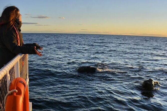 Underwater Whale Watching in Puerto Piramides - Experiencing the Cruise From the Upper Deck