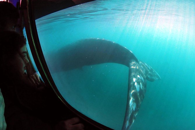 Underwater Whale Watching in Puerto Piramides - Key Points
