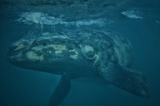 Underwater Whale Watching in Puerto Piramides - Panoramic Views From the Submarines Deck