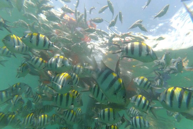 Underwater Wonders of South Gili - Tour Overview
