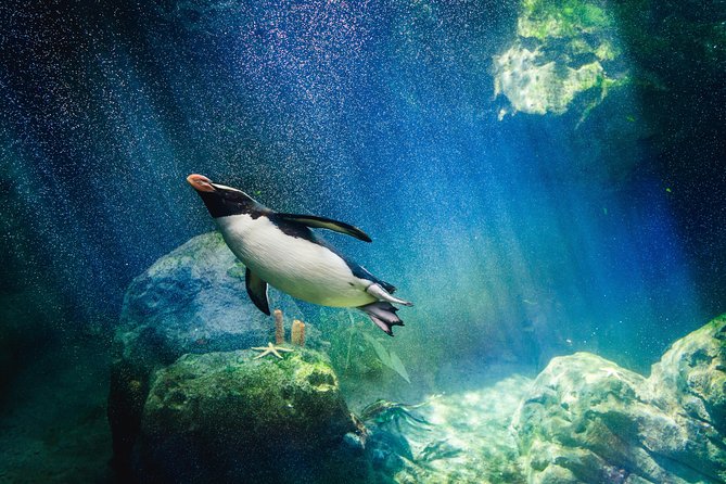 Underwater World Pattaya (Ticket Only) - Key Points