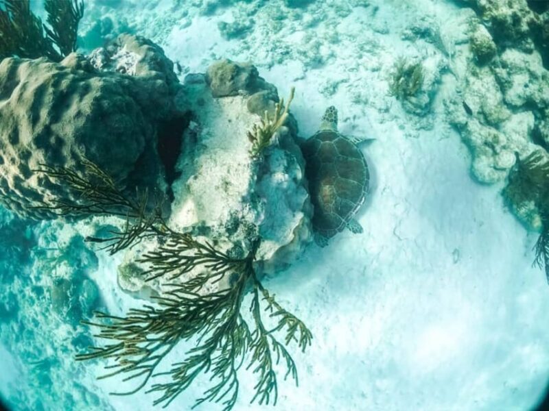Underwater World - Exclusive Cenote Exploration