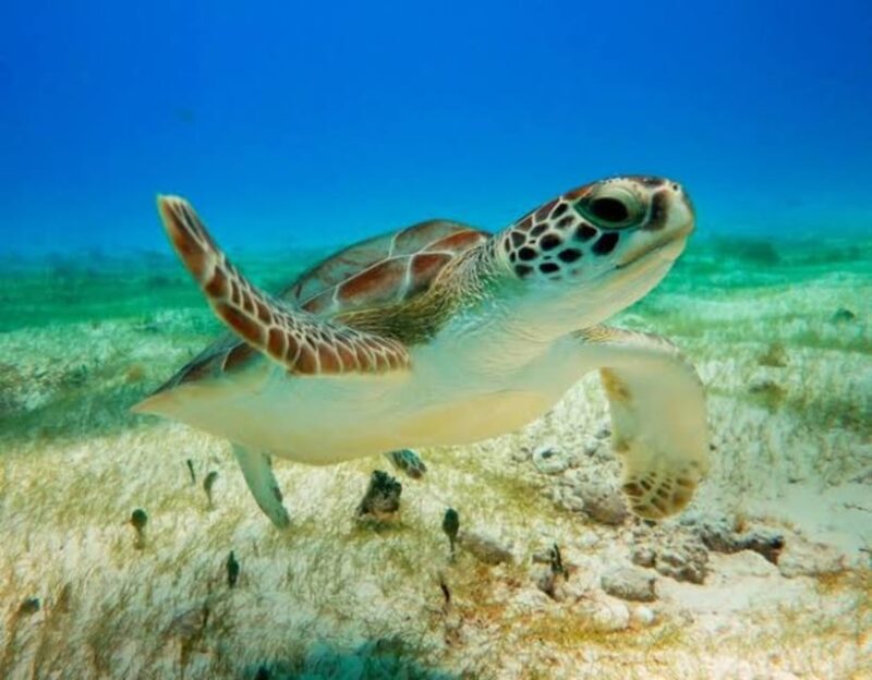 Underwater World - Majestic Sea Turtles